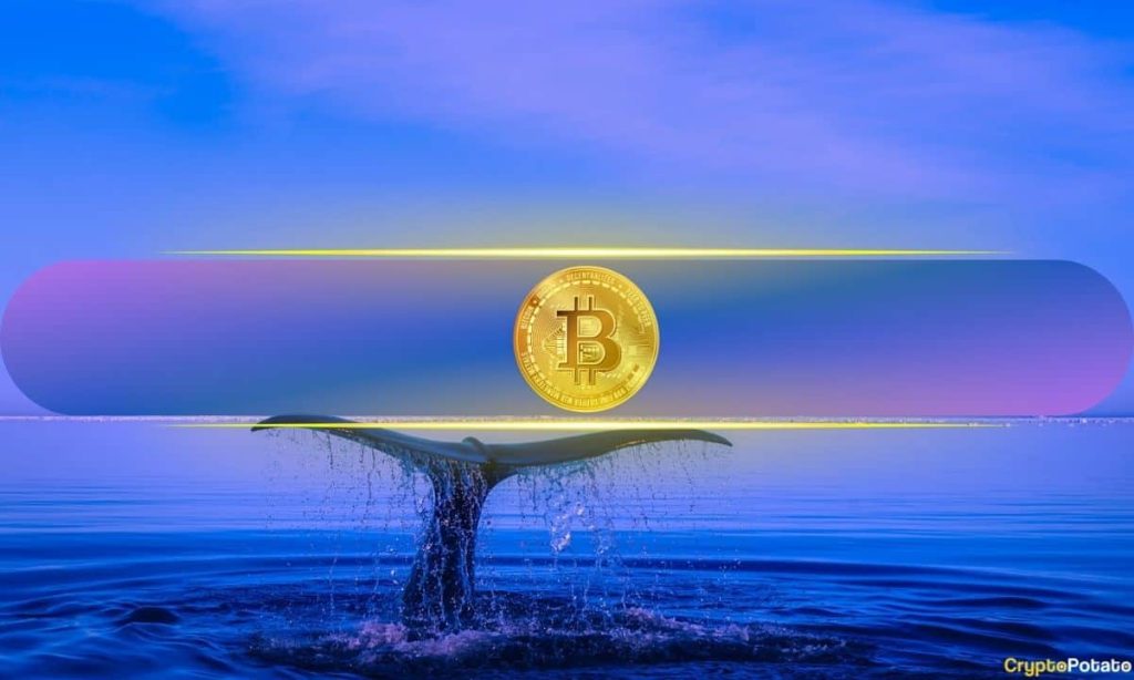 Bitcoin Whales Withdraw $132M from Binance Following Trump’s Victory